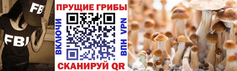 Псилоцибиновые грибы мицелий  Владикавказ 